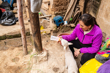 older woman bottle feeding a lamb