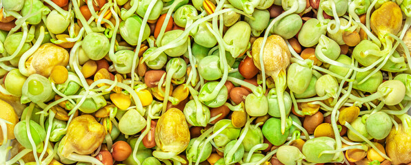 Bean Sprouts  as a background. Pattern. Asian Raw organic  sprouts or soy beans Top view.
