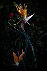 Obraz premium bird of paradise