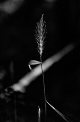 silhouette of a grass