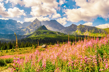 Tatra National Park in Poland. Tatra mountains panorama, Poland colorful flowers and cottages in Gasienicowa valley (Hala Gasienicowa) Hiking in nature near Kasprowy Wierch