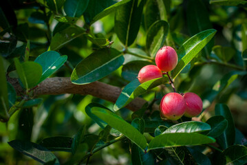 Fresh organic Karonda or Carunda fruit in the organic garden.