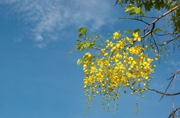 Yellow of the Cassia fistula flowers on tree contrasts with the bright colors of the sky.