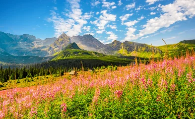 Cercles muraux Tatras Tatra National Park in Poland. Tatra mountains panorama, Poland colorful flowers and cottages in Gasienicowa valley (Hala Gasienicowa) Hiking in nature landscape