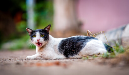 Fototapeta na wymiar cute cat with open mouth