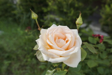 single yellow rose