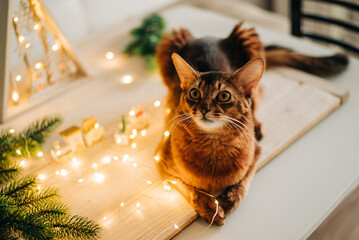 Beautiful red somali cat near the christmas home decoration with garland lights closeup image