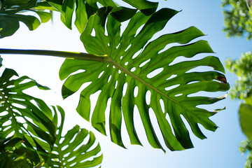 Back of Monstera Deliciosa leaf close up. © JCM