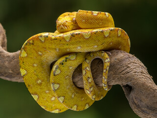 close up of a python