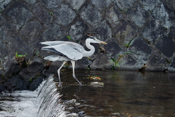 Grey Heron crane stading in the clean drains steps