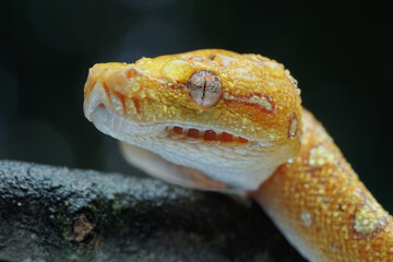 close up of a snake 