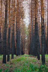 pine forest after fire