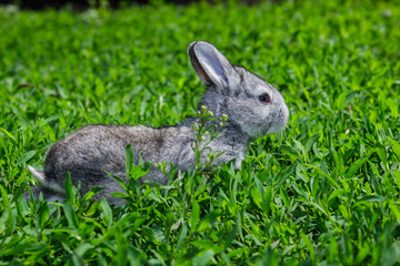 Little gray rabbit on the green lawn