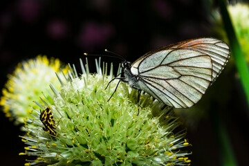 Butterfly on the spring purple flower