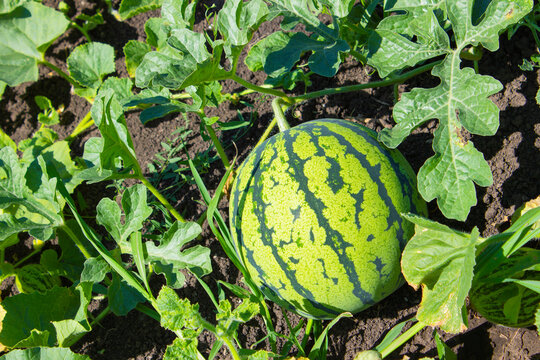 Watermelons on the green melon field