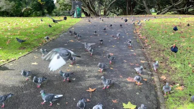A flock of pigeons fly towards the camera in a park in Auckland, New Zealand