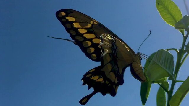 A close up shot of a beautiful Butterfly in the sunlight, seemingly it is laying eggs on citrus leaves. I  believe it to be a Western Swallowtail of some kind. Bright green and black colors.
