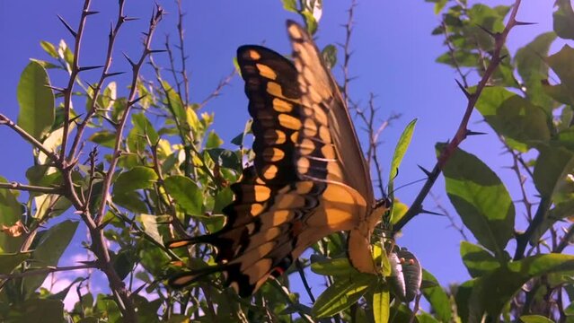 A close up shot of a beautiful Butterfly in the sunlight, seemingly it is laying eggs on citrus leaves. I  believe it to be a Western Swallowtail of some kind. Bright green and black colors.