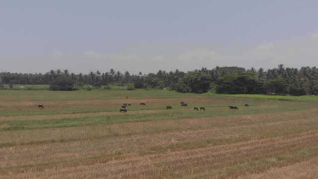 Drone flying towards crowded bulls and cows in an open field at a resort in Goa, India. 4K