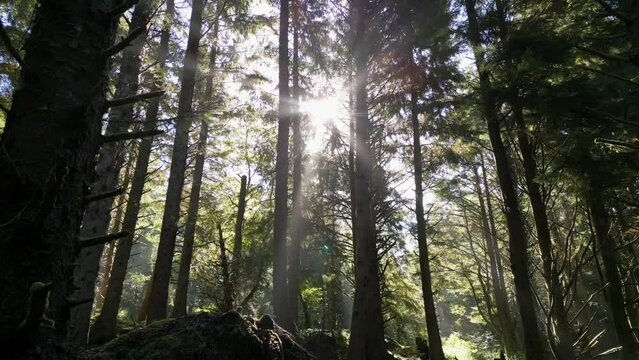 Moving through forest towards the morning sun.