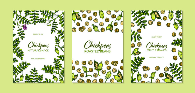 Set of colorful vertical chickpeas designs. Hand drawn illustration in colored sketch style. Botany template for packaging, banner, poster