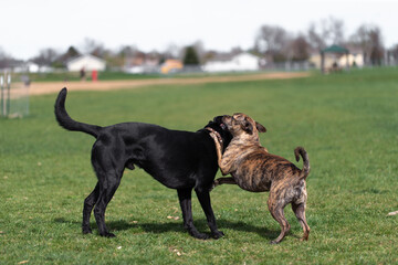 Two dogs black lab mix and Tennessee treeing brindle dog fighting and being aggressive playing aggressively off leash at a dog park