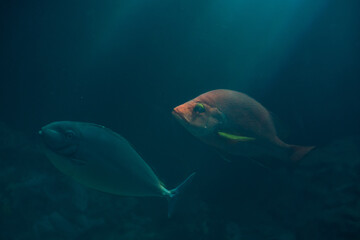 光と影と魚