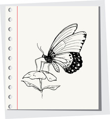 sketch of the butterfly on white paper background