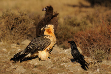 Vultures