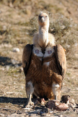 Vultures