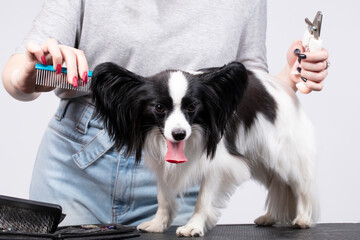 Professional dog care. Papillon combed.