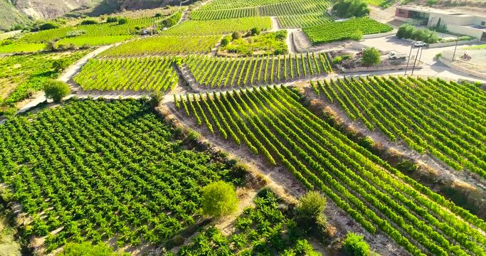 Aerial drone footage of vineyards, golden green grape field rows in Koilani, Limassol, Cyprus. Bird's eye view of wine production winery at Mediterranean countryside, agriculture at sunset from above