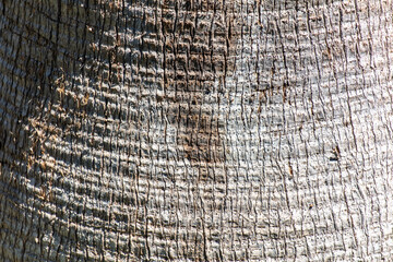 The bark on a palm tree as an abstract background.