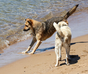 Two dogs on the sand by the sea.