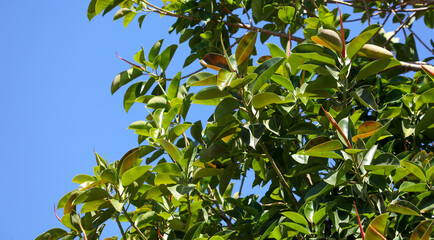 Green leaves on a tree against a blue sky.