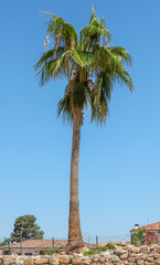 Palm tree against the blue sky.