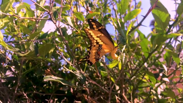 A close up shot of a beautiful Butterfly in the sunlight, seemingly it is laying eggs on citrus leaves. I  believe it to be a Western Swallowtail of some kind. Bright green and black colors.