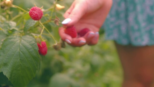 Close-up of a girl picking wild raspberries straight from the plant in slow motion