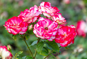 Beautiful decorative rose in the park.