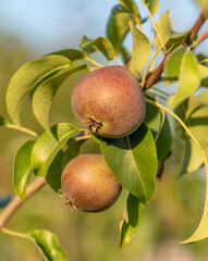 Ripe pears on the branches of a tree.