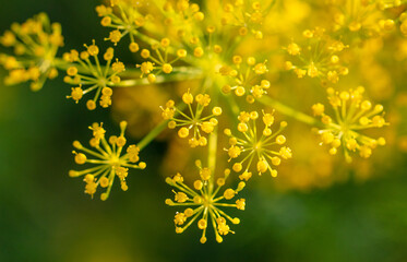 Yellow flowers on dill as a background.