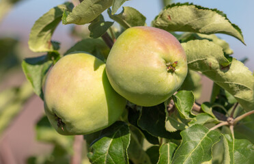 Fruits of apples on the branches of a tree.