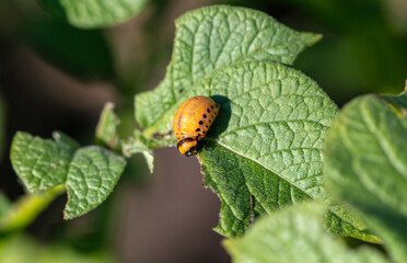 Colorado beetle on a green potato leaf.