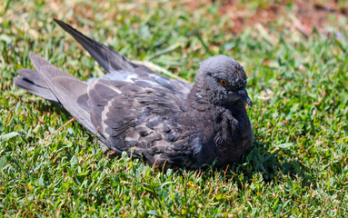 Pigeon sits in the green grass in the park.