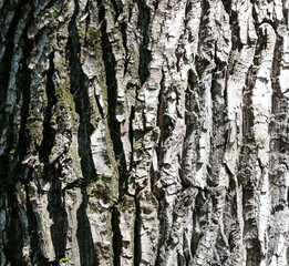Bark on a tree trunk as an abstract background.