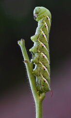 Tobacco hornworm, Manduca sexta, Larvae feed by consuming the leaves of solanaceous plants, often stripping entire leaves to the midrib, defoliating the plants