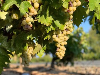 grapes on vine. Rape Beautiful grapes on the bush