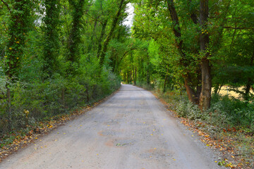 Road with white sand in a green forest. Calm and peaceful landscape. Meditative landscape in the forest