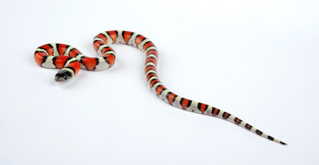 Central Plains Milksnake, Western Milk Snake // Westliche Milchnatter (Lampropeltis gentilis / Lampropeltis triangulum gentilis)