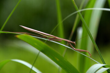細長い葉っぱと一体化したようなカマキリ